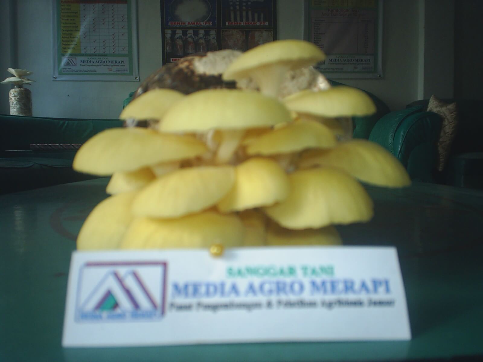 Produk PT. Media Agro Merapi