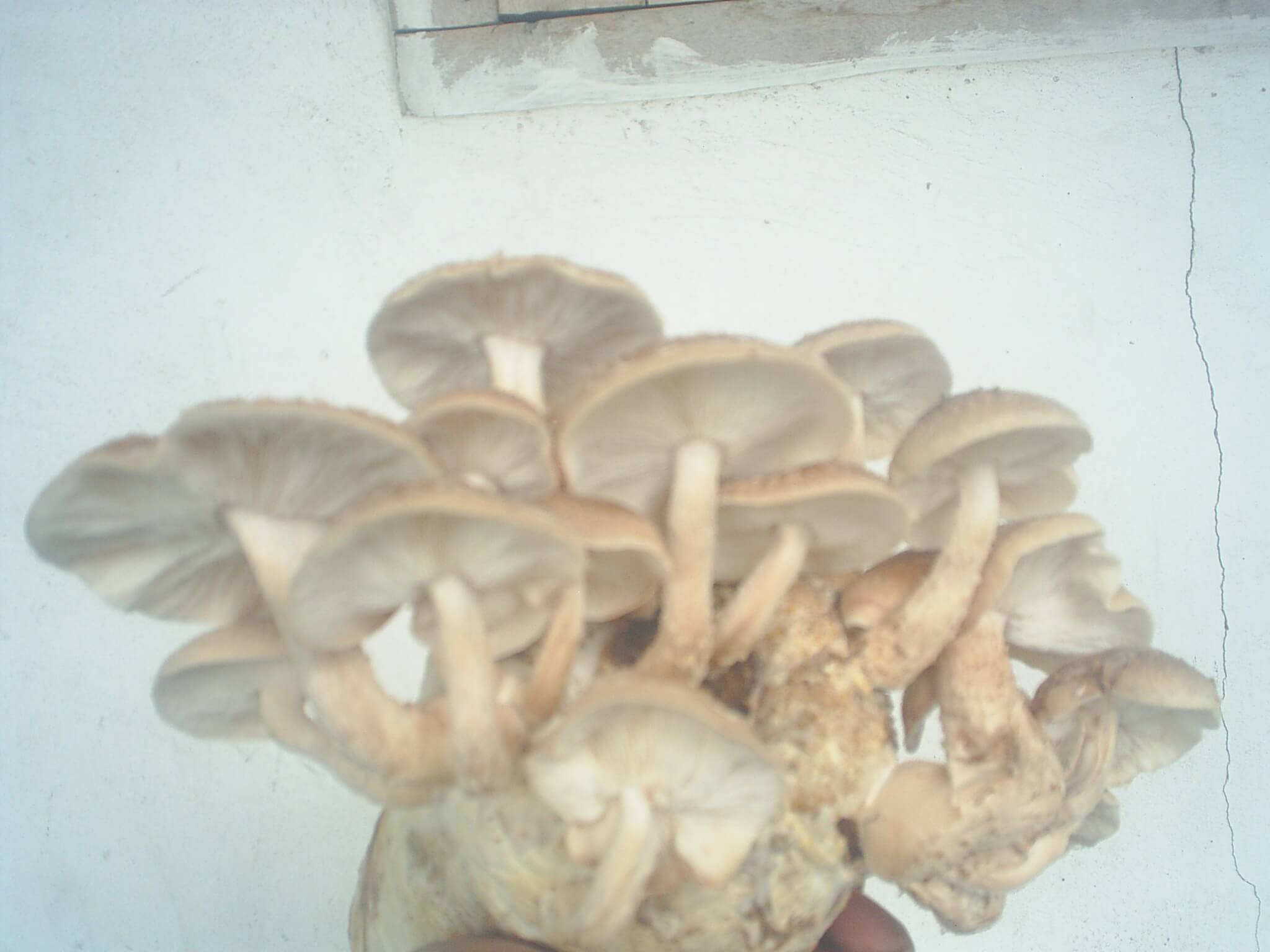 Produk PT. Media Agro Merapi