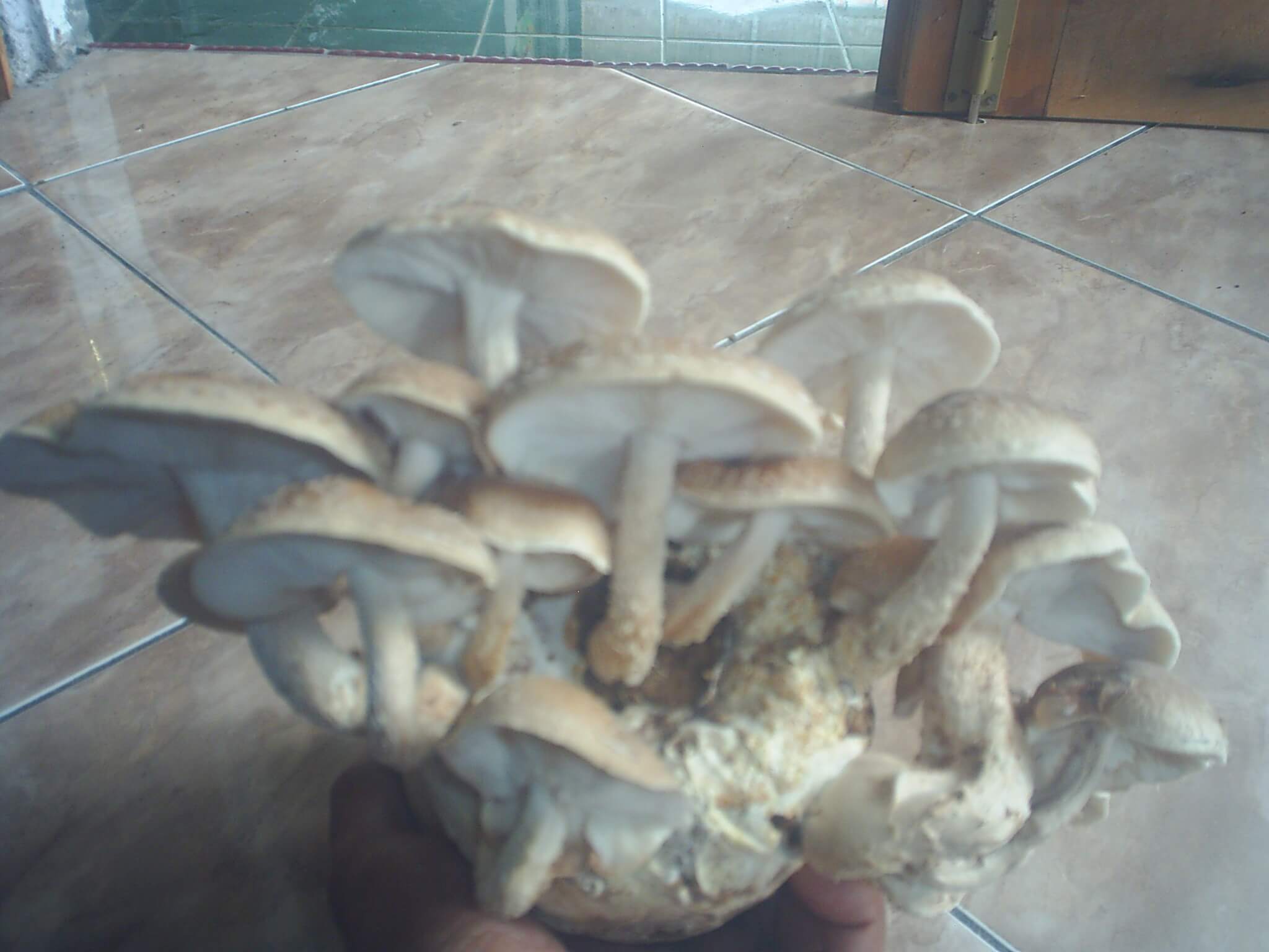 Produk PT. Media Agro Merapi